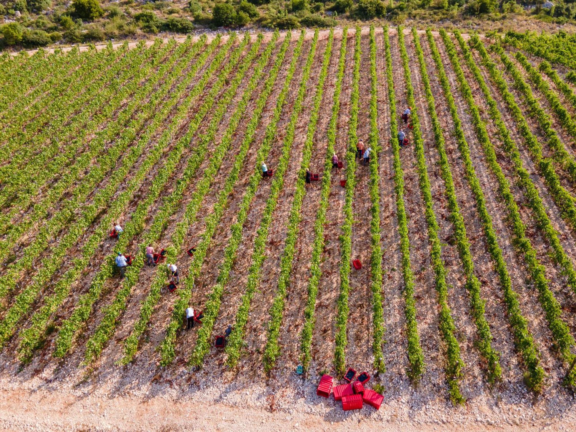 Winery Rizman B&B Slivno Ravno ภายนอก รูปภาพ